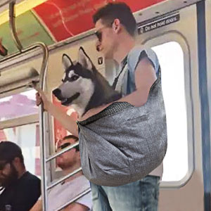 pet carrier dog