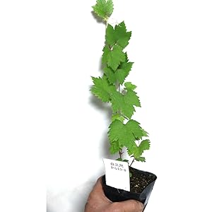 白樺の苗木　1.4メートル　10本+小苗10本　山葡萄苗木セット 白樺の苗木 1.4メートル 10本+小苗10本 山葡萄苗木セット 白樺 苗木