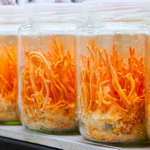Cordyceps Mushrooms grown in jars