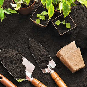 Seedling Starter Trays