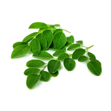 Moringa