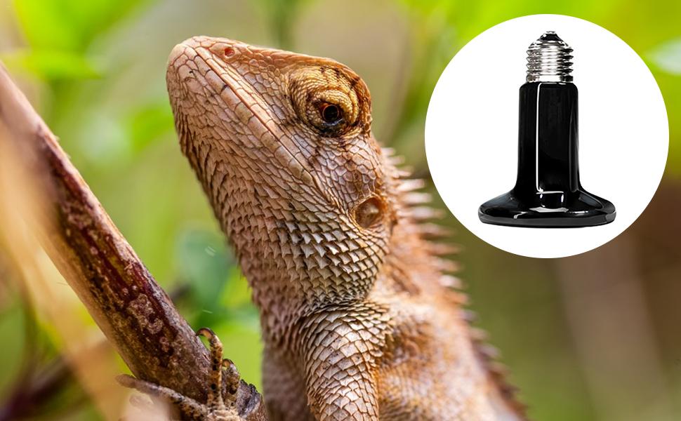 ゆきんこ 爬虫類リクエスト品 ゆきんこ様専用 爬虫類リクエスト品