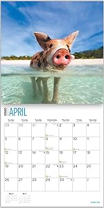 Amazon Com 2020 Cabins Wall Calendar By Bright Day 16 Month 12