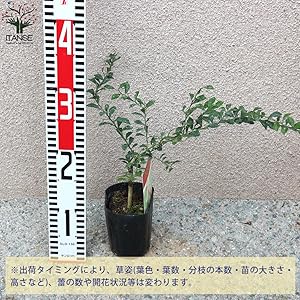 4年生　フィンガーライム接木苗／レインフォレストパール　8号鉢植え　果実鈴なり 楽天市場】【送料無料】レインフォレストパール フィンガー