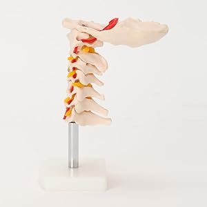 実物大 骨格模型 中古品 Amazon.co.jp: ＜ 7ウェルネ ＞ 骨盤腰椎模型 実物大 [ 人体模型