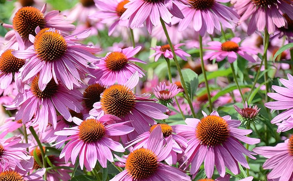 Purple coneflower outsidepride seeds
