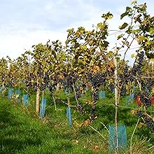 Sedlescombe Organic Afternoon Tea Vineyard Tour and Tasting for Two Sedlescombe East Sussex