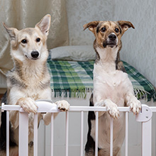 PawHut Cat Multi-Activity Tree Tower with Perch House, Scratching Post, Play Ball 17 a