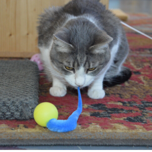 gray cat with wiggly pong tail in its mouth