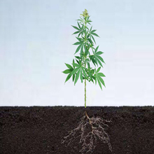 Women,incontinence,protector,underwear,briefs,hipsters,panties,lounge,undergarment,Period,menstrual