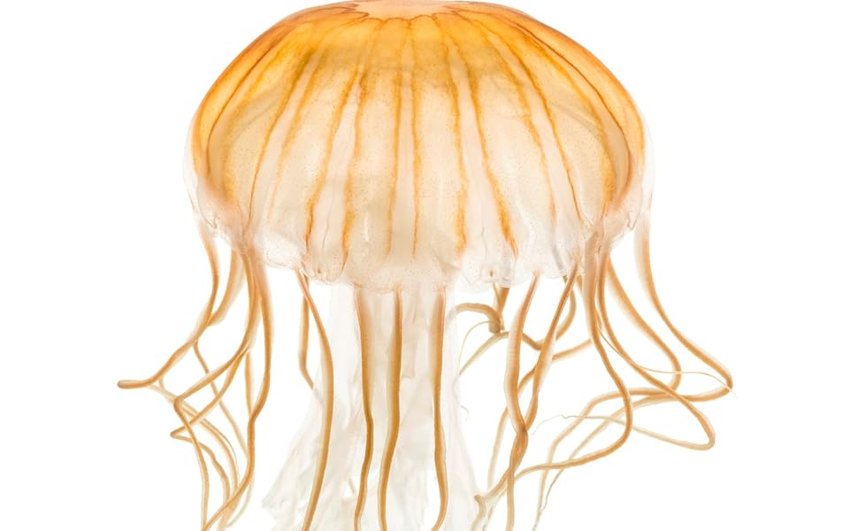 JellyFish Flame Real, 12 Cans (13 oz) Fireplace Gel Fuel