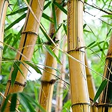 do it yourself sushi maker machine easy sushi making kit deluxe edition gift sushi party decorations