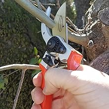 pruners cutting a branch