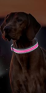Amazon.com : Tekkery Light Up Dog Collar, Glowing Pet Dog Collar for