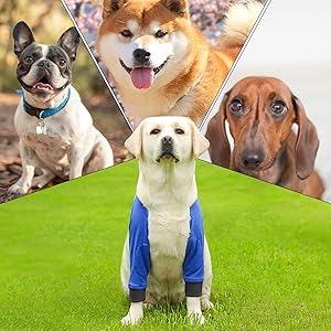 Dog Front Elbow Brace