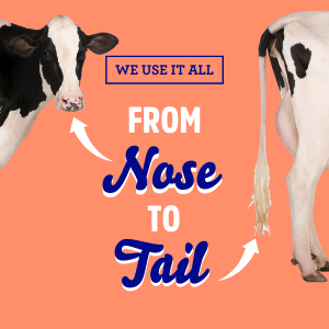 fatco nose to tail grass fed tallow