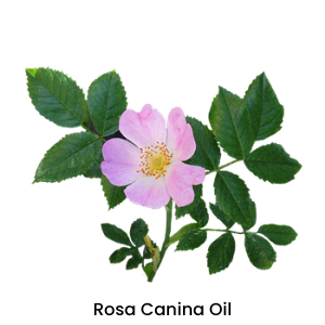 rose canina fruit oil