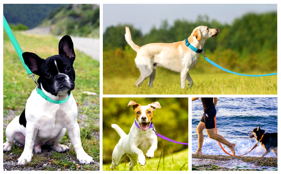 FunTags 6FT Reflective Dog Leash with Soft Padded Handle for Training,Walking Lead