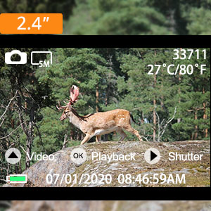deer cam