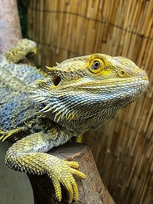 thermostat terrarium Technik für Terrarien Heizung Messgerät Regler Feuchtigkeit Filter Belüftung