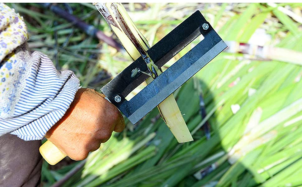 Buy Spatlus Stainless Steel Sharp Paring Knife Fruit Pineapple