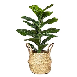 ficus green