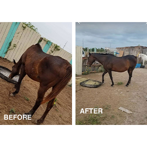 succeed horse supplement, forco digestive fortifier horses, turmeric horse supplement, forco pellets