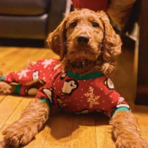 dog christmas onesies