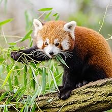 Wildlife Monitoring