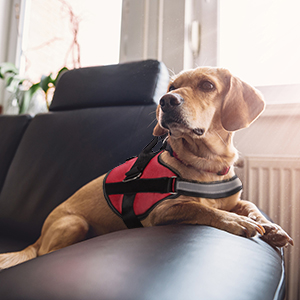 Mumupet Service Dog Harness No Pull Easy And Off Pet 25 Off Vest On Ha