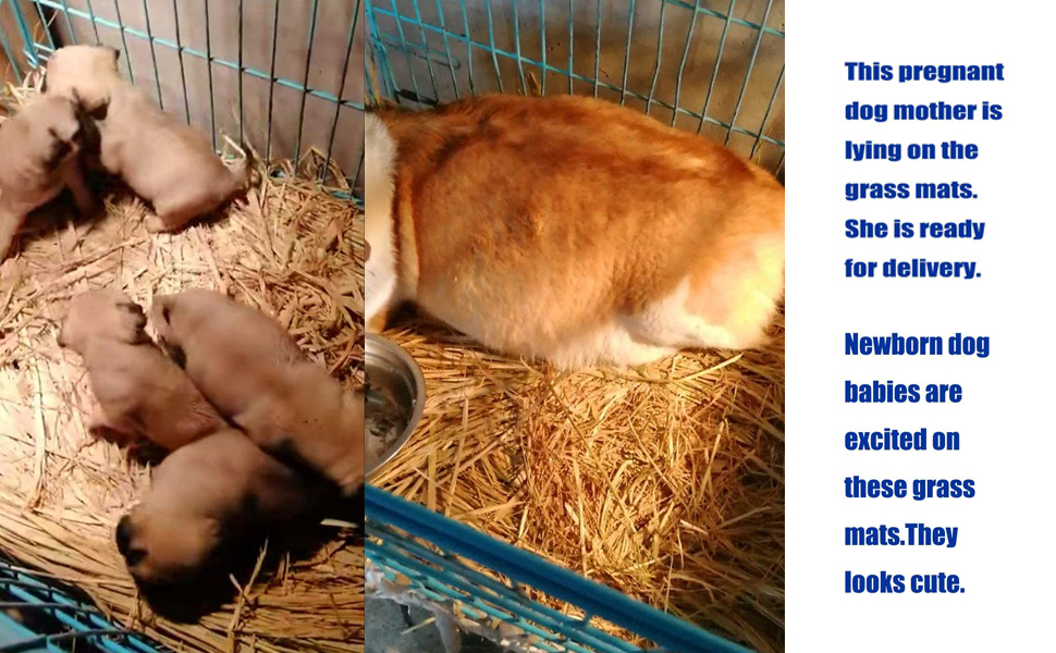 Grass Mat Woven Bed Mat for Small Animal 5 Grass Mats Bunny Bedding