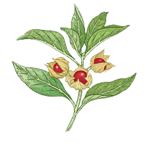 Indian Ginseng 