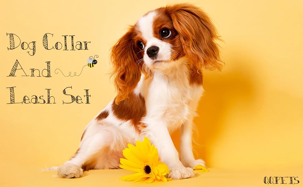 Descriptive essay the broken leash 06 picture