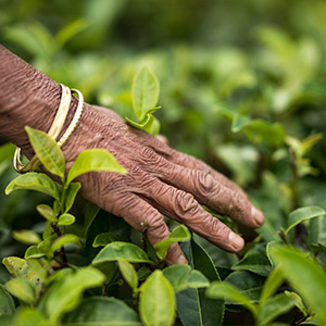 Kardamomkapseln Kardamomkapsel Gewürze Gewürz Einzelgewürz Pfefferdieb Kardamom