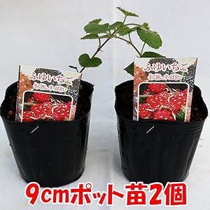 Amazon 冬いちご9cmポット苗 挿し木苗 お買い得2個セット いちごのような白花が可愛く 冬に木いちごのような透明感のある赤い実が収穫できるつる性果樹 果樹 1年生挿し木苗 赤い実が美しく 寒さに強く簡単に放任栽培可能 肥料もあまりいりません つる性常緑小