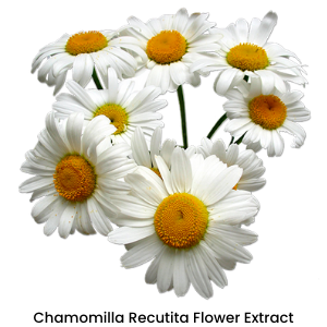 chamomilla recutita