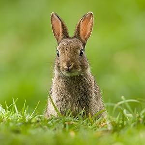 K+S No animal cruelty