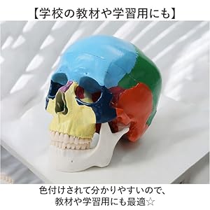 多色頭蓋骨模型 Amazon.co.jp: 頭蓋骨模型 頭蓋骨模型 マルチカラー : 産業