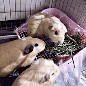 Small manufacture image 3