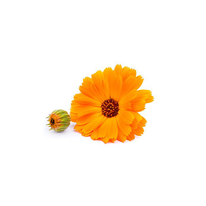 calendula