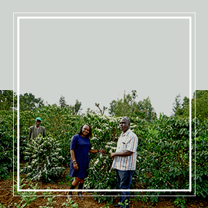 Grand Parade Kenya AA Africa Unroasted Coffee Beans Single Origin Arabica Fairtrade Organic Ethiopia