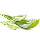 Aloe Vera Extract