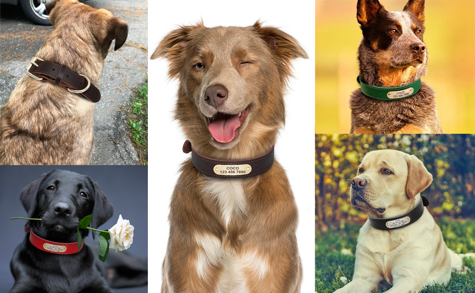 Beirui Genuine Leather Personalized Dog Collars with