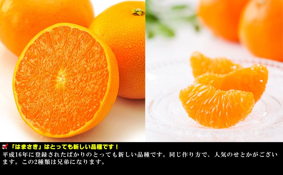 Amazon うめ海鮮 佐賀県産 はまさき みかん 5kg うめ海鮮 みかん 柑橘類 通販 Amazon うめ海鮮 佐賀県産 はまさき みかん 5kg うめ海鮮 みかん 柑橘類 通販