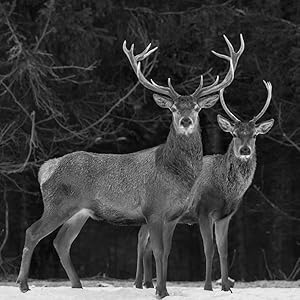 wildlife camera