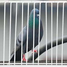 Amazon | MERRYHAPY シー鳩小屋用鉄製ドア 鳩の出入り口ドア 鳥