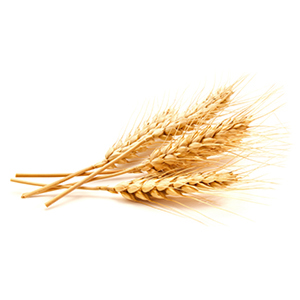 Wheat