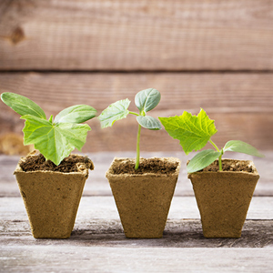 Seedling Starter Trays