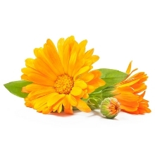 Feel Good Vitamin C Serum Calendula Hydrosol