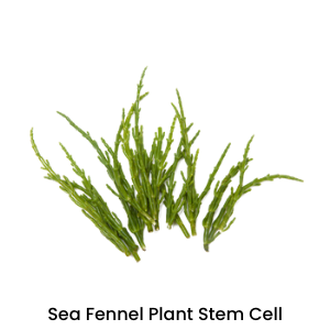 Sea Fennel Plant Stem Cell
